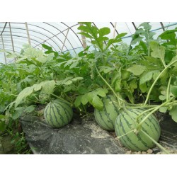 蔬菜大棚膜——要買優(yōu)質(zhì)的西瓜專用膜，意利塑料是不二選擇