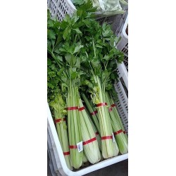 蔬菜捆扎機，小型扎把機，蒜苔捆扎，蒜苔束帶，昆勁小型捆扎機