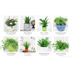 武漢室外苗木價(jià)格商場綠植養(yǎng)護(hù)工廠盆景報(bào)價(jià)，苗木服務(wù)寫字樓花卉