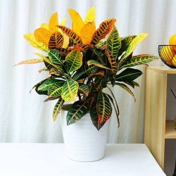 武漢室內(nèi)盆景花卉出租室外苗木出租，商場(chǎng)綠植出租單位苗木養(yǎng)護(hù)